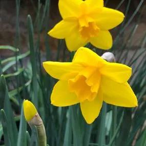 Sweetness Daffodil (Narcissus Sweetness) Img 2